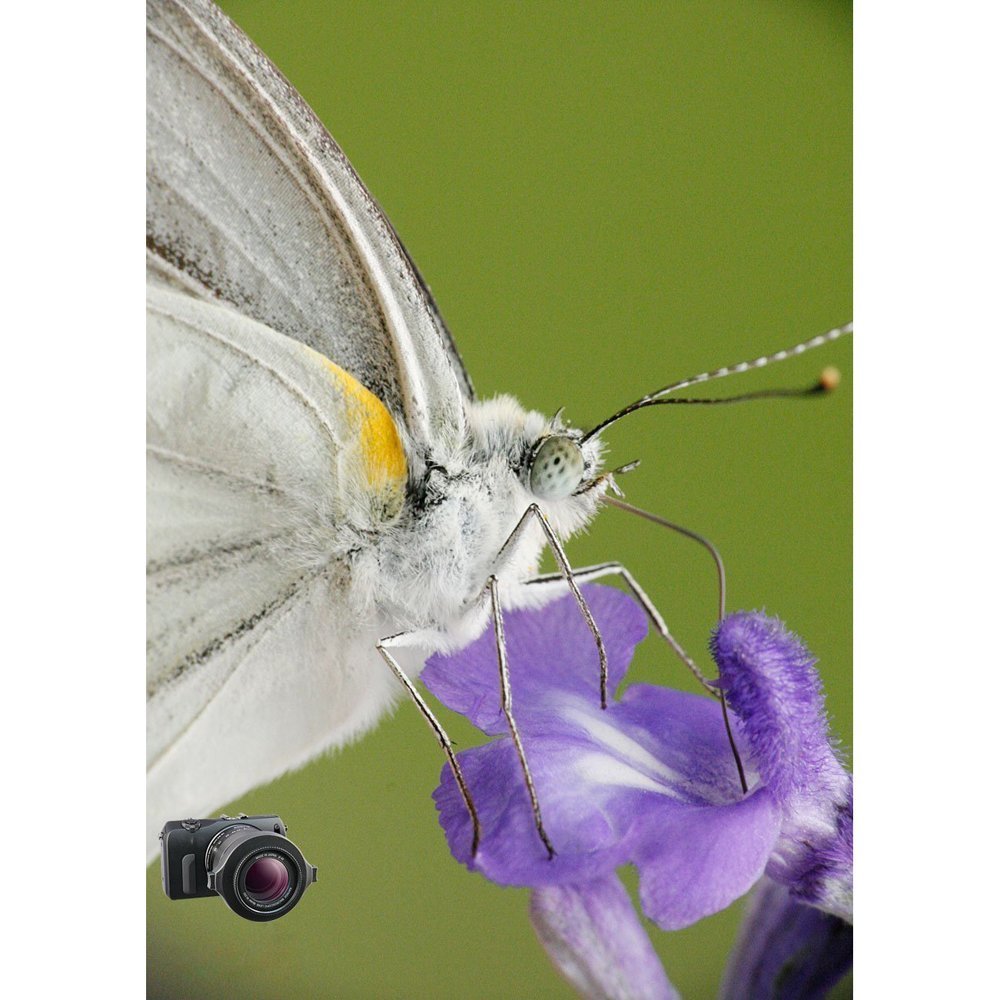 Raynox Super Macro Snap-On Lens (Black)